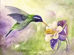 Fine art prints for sale by the artist Carol May. Enjoy the beauty of landscapes, seascapes, flowers, butterflies, hummingbirds, and many interesting critters.