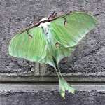 Moths vs Butterflies