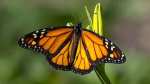 Types of butterflies seen in the United States