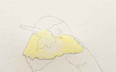 Start painting the hummingbird's gorget.