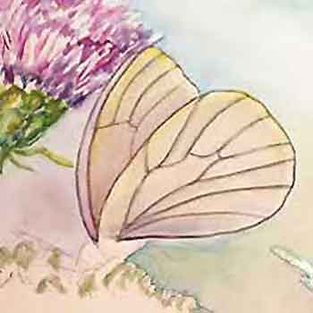 How to paint watercolor butterflies with Carol May