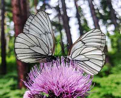 Butterfly reference photo-1