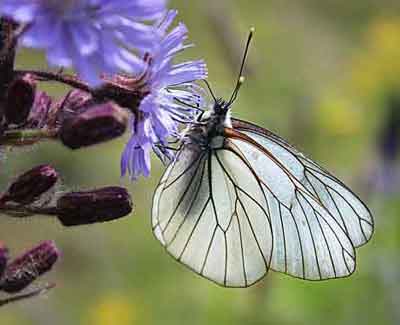 Butterfly reference photo-2
