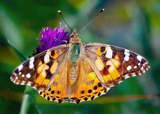Painted Lady Butterfly Brush-footed Butterflies are a large group of butterflies in the United States.