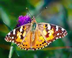 Brush-footed Butterflies navigation