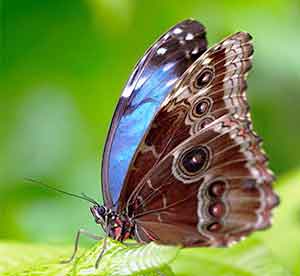 Blue Morpho with its wings up. underside of a Blue Morpho Butterfly
