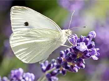 Cabbage Whites are common in the California farm lands. Cabbage White Butterfly