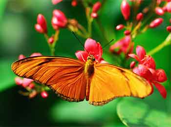 The Julia Butterfly is sometimes called Orange Longwing. Julia is an orange longwing butterfly.