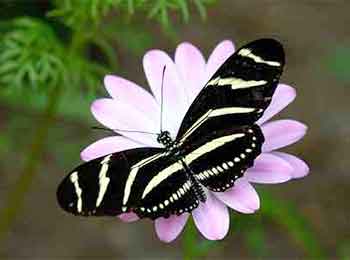 Zebra Longwing Butterfly The Zebra Longwings are the Florida State Butterfly.