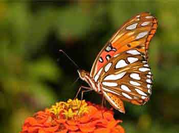 Gulf Fritillary Butterfly, underside The underside of the Gulf Fritillary has silvery, white spots.