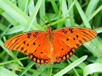 Gulf Fritillary Butterfly, topside Gulf Fritillary Butterflies are common in Florida.