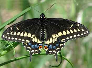 Black Swallowtail male Identify the Black Swallowtail Butterfly