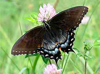 Brown form of a Black Swallowtail female Female Black Swallowtail Butterfly