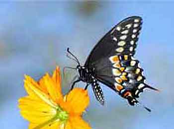 Black Swallowtail Butterfly Black Swallowtail Butterfly with its wings folded.