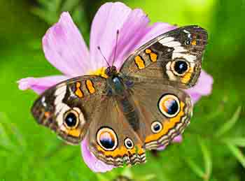 Buckeye Butterfly The Buckeye Butterfly has large eye-spots.