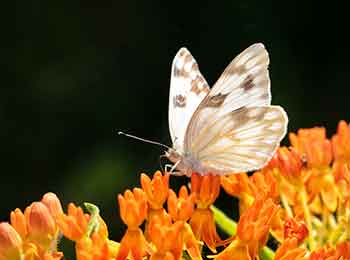 Checkered White Butterfly Checkered White Butterflies have brown to black markings.