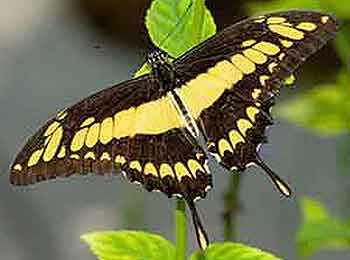 topside of a Giant Swallowtail Butterfly Giant Swallowtail Butterfly with its wings outstretched.