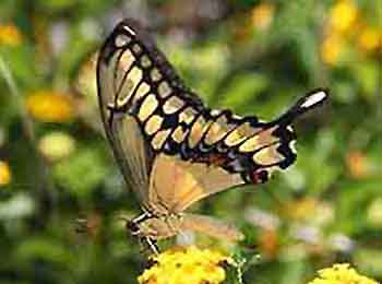 Giant Swallowtail Butterfly, underside Giant Swallowtail Butterfly with its wings up showing the underside.