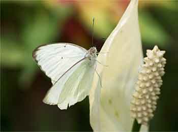 Great Southern White Great Southern White Butterfly