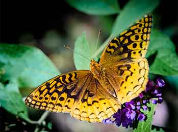 Great Spangled Fritillary Butterfly Great Spangled Fritillary is seen in the east to the Midwest.
