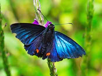 The colorful Guava Skipper butterfly The showy little Guava Skipper