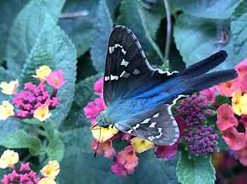 Long-tailed Skipper on Lantana Long-tailed Skipper Butterfly