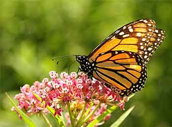 Monarch Butterfly underside underside of a Monarch Butterfly