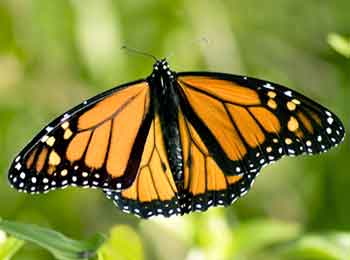 3-1/4 Colored Monarch Butterfly Decor