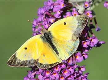 Orange Sulphur Butterfly Orange Sulphur Butterflies live across the United States.