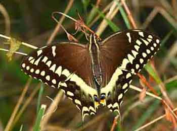 Palamedes Swallowtail Butterfly Palamedes Butterfly with its wings open.