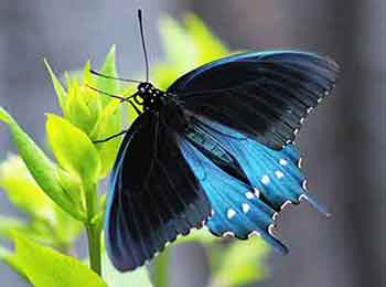 Pipevine Swallowtail Butterfly Pipevine Swallowtail photograph