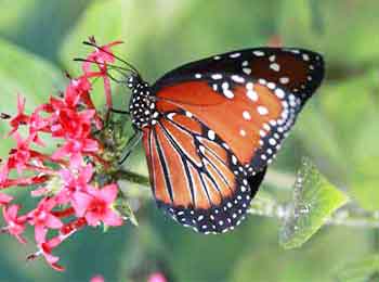 Queen Butterfly underside bottom side of the Queen Butterfly