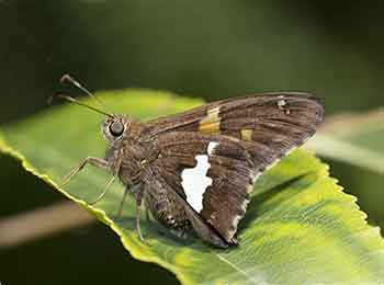 The Silver-spotted Skipper Silver-spotted Skipper Butterflies have one large white spot.