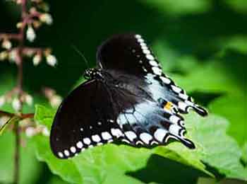 Spicebush Butterfly photo Spicebrush Swallowtail Butterfly