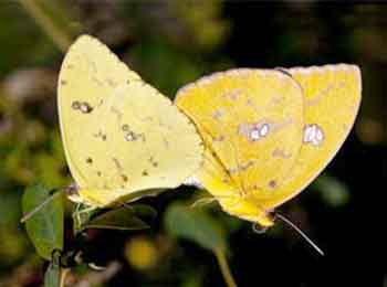 Cloudless Sulphurs seem like they are always flapping their wings Cloudless Sulphurs are the yellow butterfly of the south.