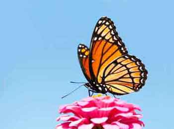 Viceroy Butterfly, underside Viceroy Butterfly
