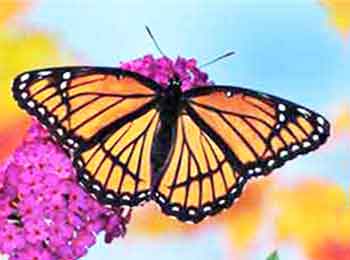 Viceroy Butterfly, topside The Viceroy Butterfly is sometimes identified as a Monarch.