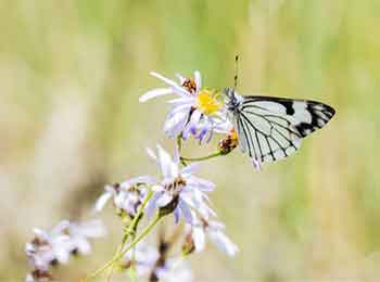 Western Pine White Butterflies feed on the green needles. Western Pine White Butterflies feed on the green needles.