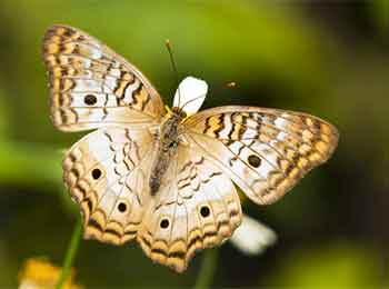 White Peacock Butterfly White Peacock Butterflies are lovely.