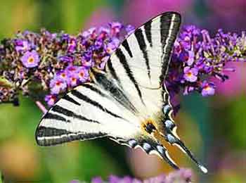 Zebra Swallowtail on a butterfly bush flower The black and white Zebra Swallowtail Butterfly