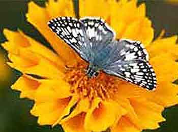Checkered Skipper Butterfly Checkered Skipper Butterfly