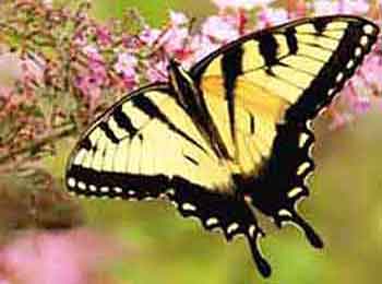 Eastern Tiger Swallowtail Butterfly The gorgeous Eastern Tiger Swallowtail Butterfly