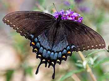 Female Tiger Swallowtail Butterfly, brown form Brown morph of the female Eastern Tiger Swallowtail Butterfly