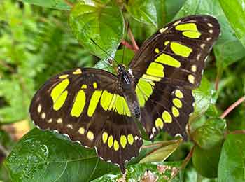 Malachite Butterfly, topside The green Malachite Butterfly