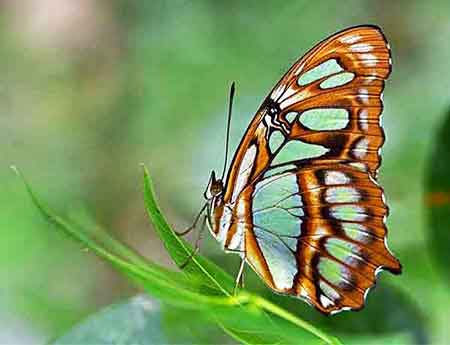 Butterflies put their wings up after they land. The lovely Malachite Butterfly is one of the green butterflies.