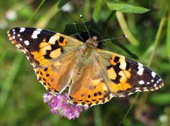Painted Lady Butterfly Painted Lady Butterflies live throughout the world.