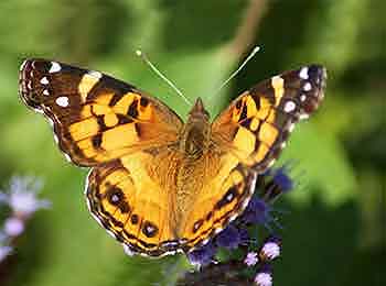 American Painted Lady Butterfly American Painted Lady Butterfly
