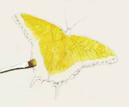 Block in the color of the wings.