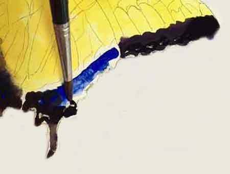 Step #3 Paint the edge of the butterfly wings black.