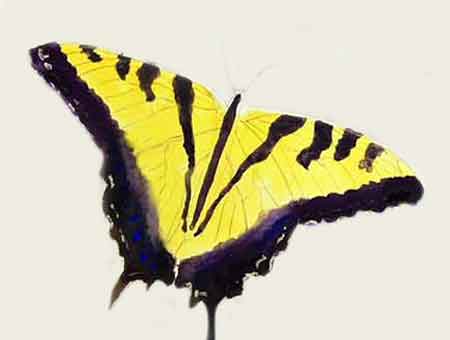 Paint the large black areas on the rest of the butterfly wings.
